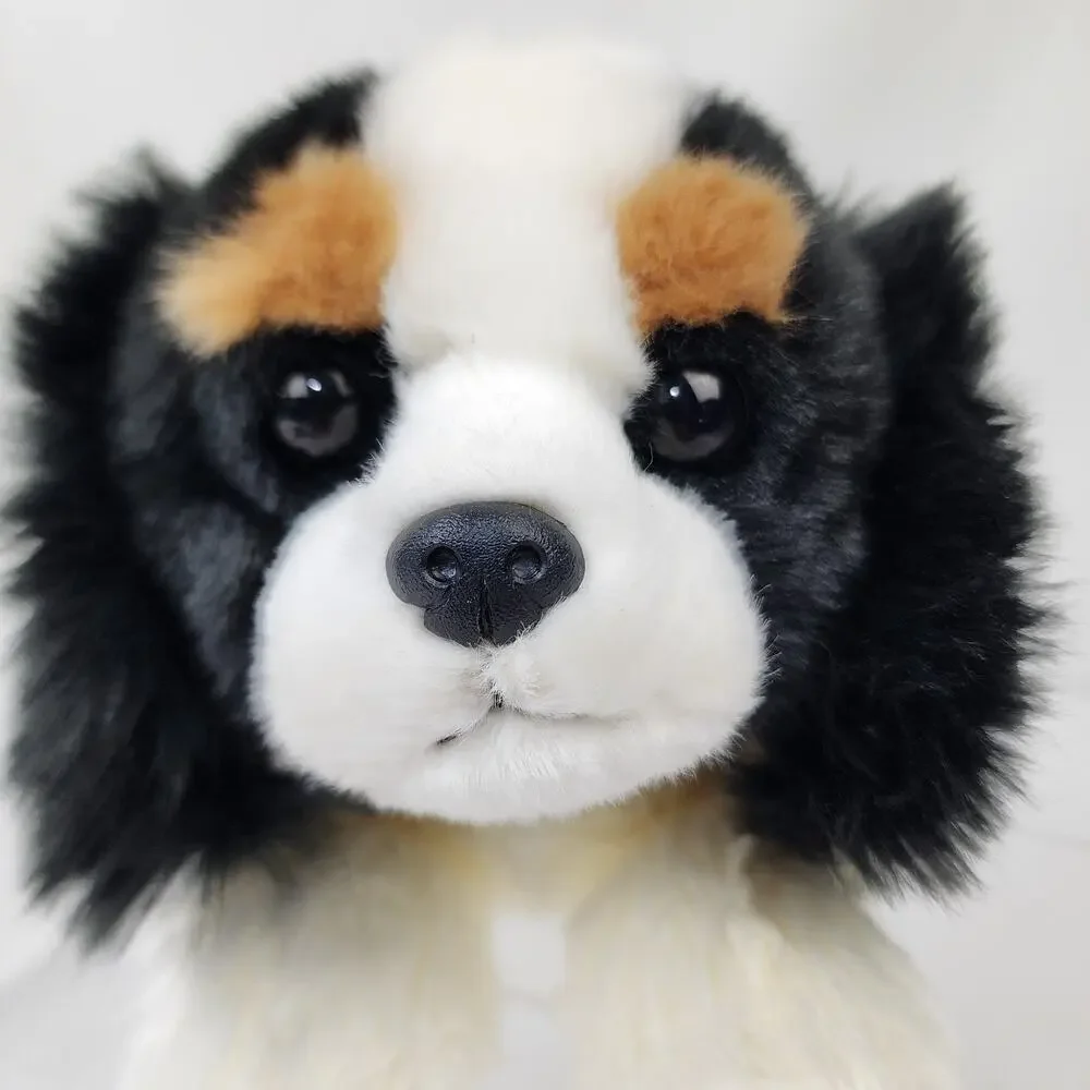 Aurora Cavalier King Charles Spaniel 12